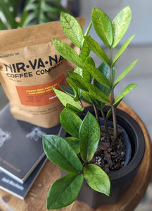 Nirvana Plants-one